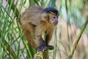 Capuchin Monkey Prints: Monkey climbs with interest over palm branches in an adventurous environment