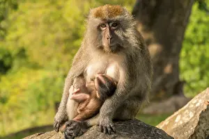 Mammalian Wildlife Images Prints: A monkey with a cub sit on a stone in the park