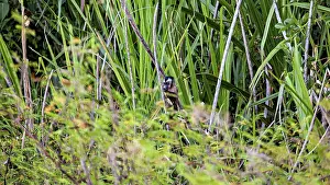 Tropical Rainforest Animal Prints: A monkey is hiding in the dense