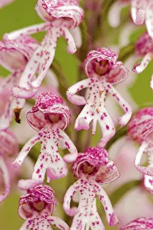 Natural Environment Detail View Prints: Monkey Orchid Closeup