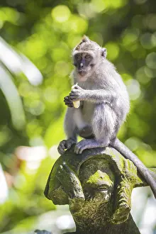 Southeast Asian Wildlife Prints: Monkey at Sacred Monkey Forest