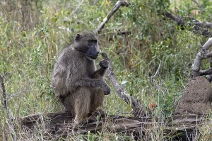 Kruger National Park Prints: Monkey sits on a log and chews grass