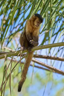 Capuchin Monkey Prints: Monkey sitting high up on a thin branch