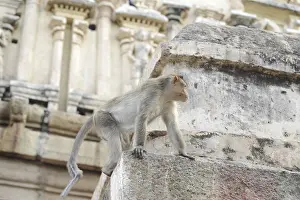 Indian Wildlife Photography Prints: Monkey walking around on a stone wall in Hampi