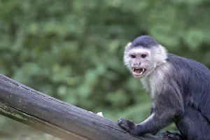 Wildlife Mammal Photos Prints: Monkey in the wild, a portrait