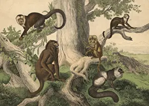 Authentic Woodcut Print Prints: Monkeys and half-monkeys: red howler monkey