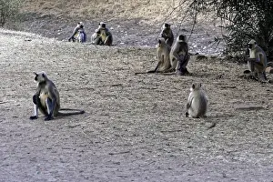 Asian Primate Prints: Several monkeys sit together in a dry