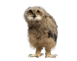 Cute Wildlife Photography Prints: One month Eurasian Eagle-Owl chick