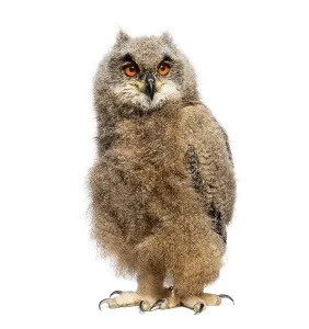 Isolated On White Studio Environment Prints: One month Eurasian Eagle-Owl chick