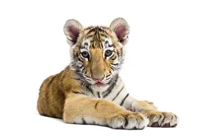 Bengal Tiger Cub Prints: Two months old tiger cub lying against white background