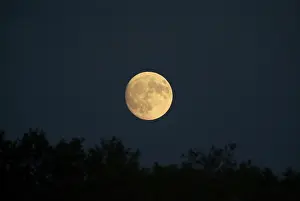 Full Moon Prints: Moon