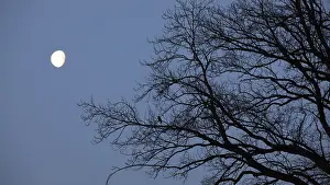 Atmospheric Night Shot Prints: Full moon with branches of an old oak