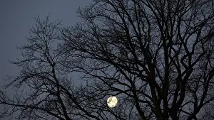 Deciduous Tree At Night Prints: Full moon behind the branches of an old oak