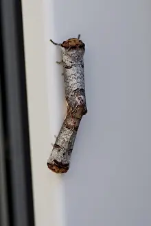 Lepidopteran Fauna Germany Prints: Moon Moth (Phalera bucephala), moth