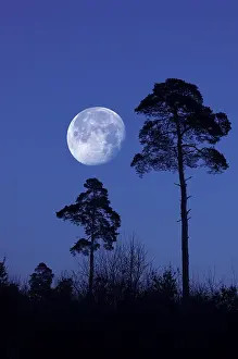 Evening Atmosphere Photography Prints: Moon behind pines