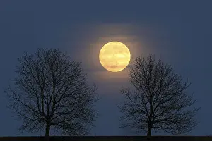 Bavarian Evening Sky Prints: Full moon behind a row of trees, St