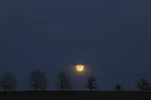 Upper Bavaria Evening Sky Prints: Full moon behind a row of trees, St
