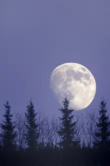 Deserted Night Scene Europe Prints: Moon behind trees, Germany