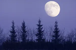 Deserted Forest At Night Prints: Moon behind trees, Germany