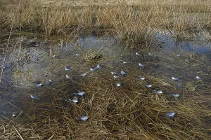 Moor Frog Prints: Moor frog