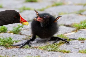 Aquatic Bird Habitat Images Prints: Moorhen