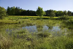 Uninhabited Marsh Area Prints: Moory landscape