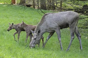 New World Deer Species Prints: Moose
