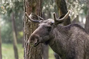 Scandinavian Wildlife Prints: Moose