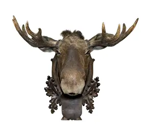 Prints of Moose stuffed head on a white background. Trophy deer hanging on the walls Moose Prints: Moose Stuffed Head Print on White Background