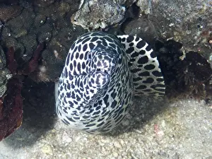Images Dated 1st August 2024: Giant Reticulated Moray Eel Print