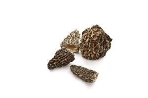 Edible Fungus Nutrition Prints: Morel (Morchella)