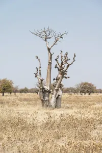 Deciduous Trees Africa Prints: Moringa tree (Moringa ovalifolia)