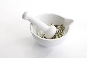 Studio Background Still Lifes Prints: Mortar with granules and herbs