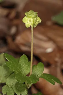 Southern Germany Blossom Prints: Moschatel (Adoxa moschatellina)