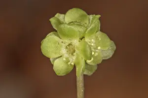 Central Europe Botany Prints: Moschatel (Adoxa moschatellina)
