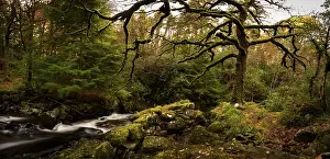 Overgrown With Moss Trees Prints: Moss-covered tree with mountain stream