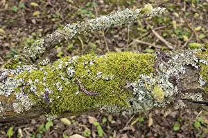 Moss Covered Tree Trunk Prints: Moss-covered tree trunk, waterfront