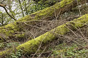 Moss-covered Tree Trunks Print, Stratford-upon-Avon Waterfront