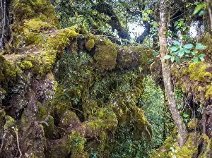 Mossy Forest Prints: Moss covered trees and branches