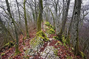 Distinctive Rock Formations Europe Prints: Moss-covered trees surrounded by distinctive limestone formation