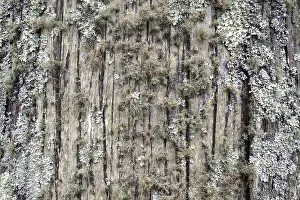 Tree Trunk Covered With Moss Prints: Moss and lichen on a tree trunk