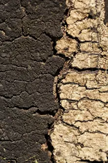 Tree Bark Close Up Prints: Moss and pattern in old tree bark
