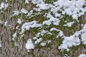 Middle Europe Nature Scenes Prints: Moss and snow on the bark of a tree