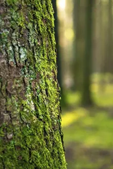Baden Wurttemberg Landscape Prints: Moss on tree bark, Black Forest