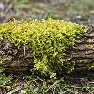 North Rhine Westphalia Germany Prints: Moss on a tree trunk, close-up