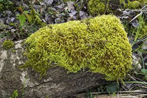Close Up Tree Trunk Prints: Moss on a tree trunk, close-up