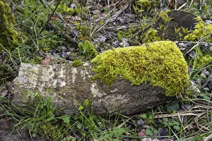 North Rhine Westphalia Trees Prints: Moss on a tree trunk, close-up