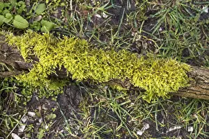 Moss On Tree Trunk Prints: Moss on a tree trunk, close-up view