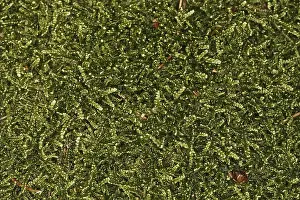 Mammalian Fauna Prints: Mosses