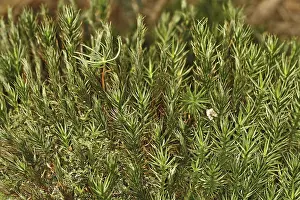 Moss Covered Elk Prints: Mosses